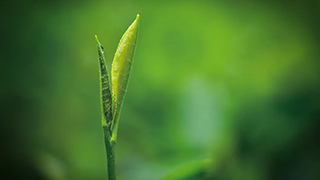 這片樹葉，改變了世界！