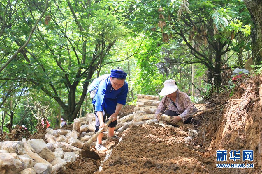 (決戰(zhàn)決勝脫貧攻堅(jiān)·圖文互動(dòng))(3)問(wèn)林下要地 助“新市民”就業(yè)增收