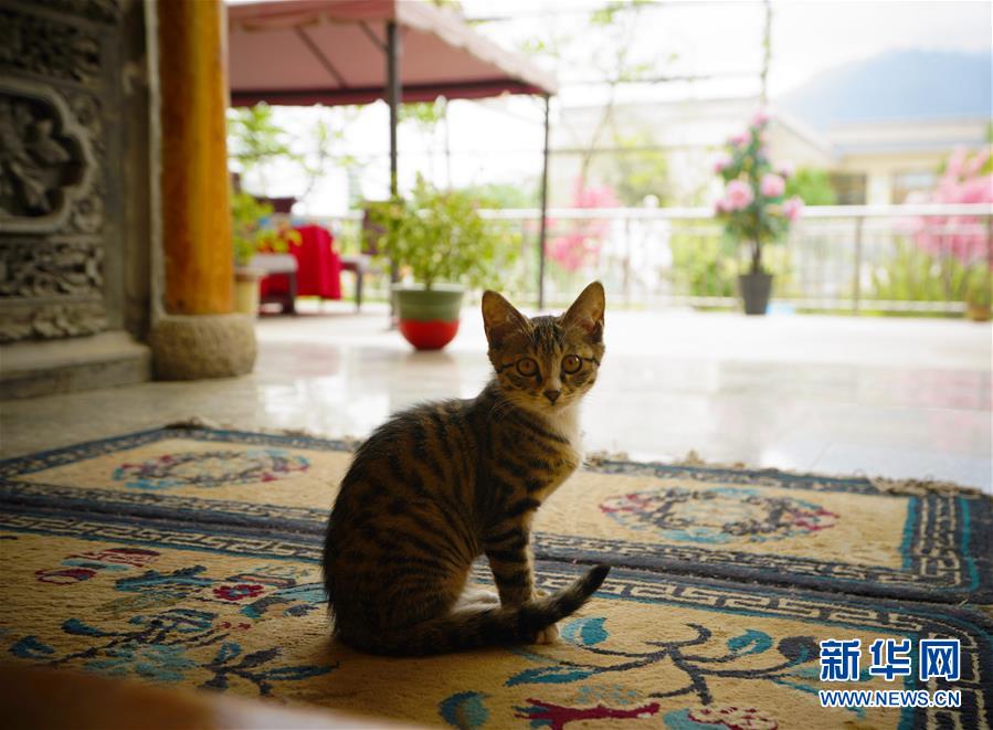 （走向我們的小康生活·決戰(zhàn)決勝脫貧攻堅(jiān)·圖文互動(dòng)）（3）甘青交界處的跨越——保安族、撒拉族的脫貧故事