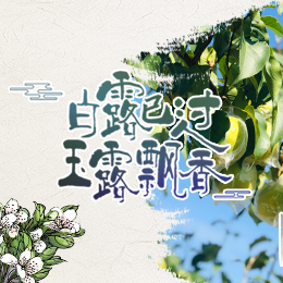 白露已過，玉露飄香