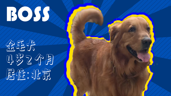 有效拴繩&科學(xué)遛狗——如何文明養(yǎng)犬？“撿屎官”們快看過(guò)來(lái)！