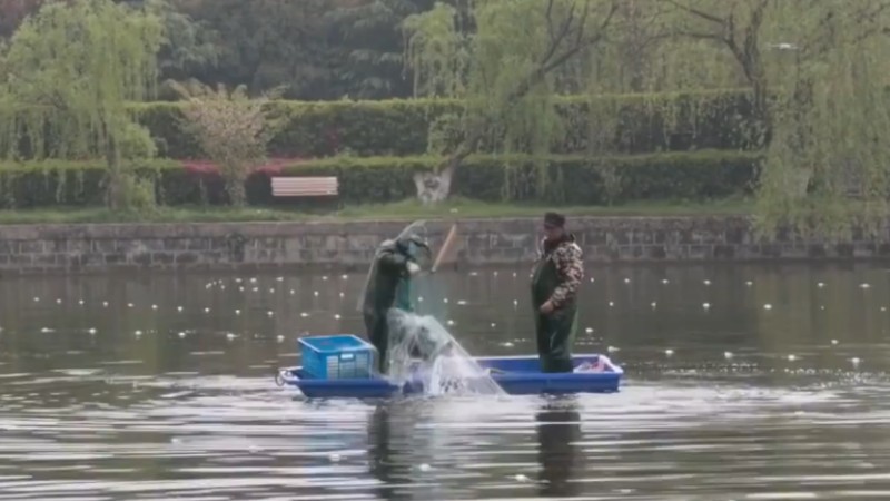 別人家的學(xué)校！安師大請師生吃一萬斤魚